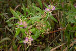 Swamp loosestrife